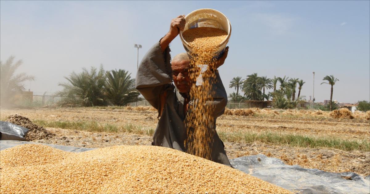 555 جنيها للأردب.. الحكومة تبدأ شراء القمح من الفلاحين منتصف أبريل