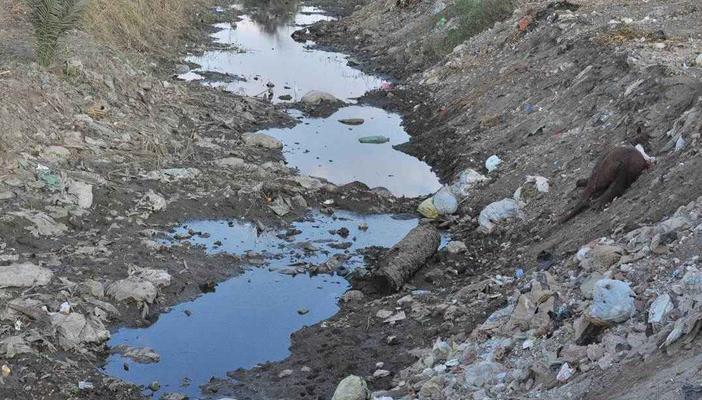 بالصور.. العثور على حيوانات نافقة في مياه قناطر أسيوط