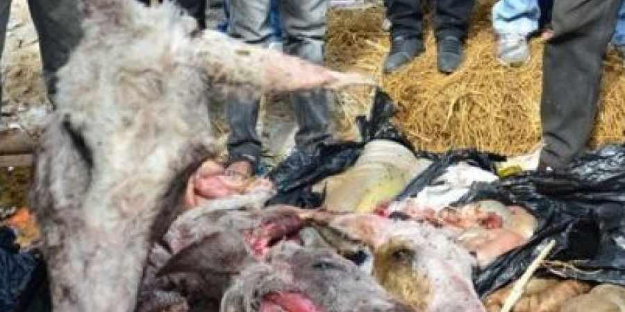 حبس المتهم ببيع لحوم “الحمير” في القليوبية 4 أيام