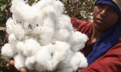 خبراء: حكومة الانقلاب تخرب صناعة القطن لصالح رجال الأعمال