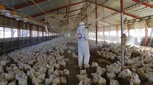 الحكومة العراقية تحظر استيراد الدواجن الحية والمجمدة من مصر