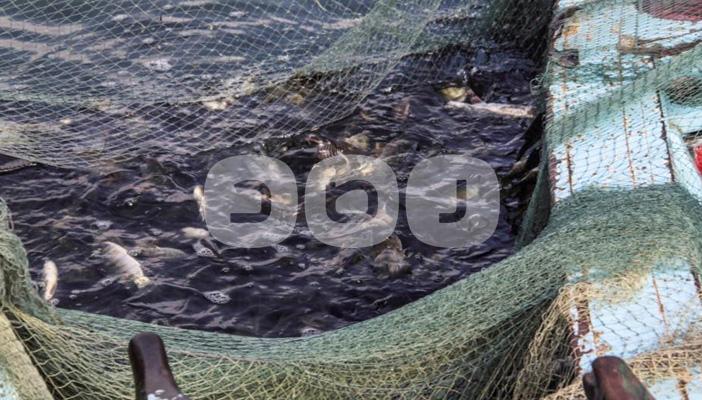 بالصور.. ظهور الأسماك النافقة على سطح نهر النيل بكفر الشيخ