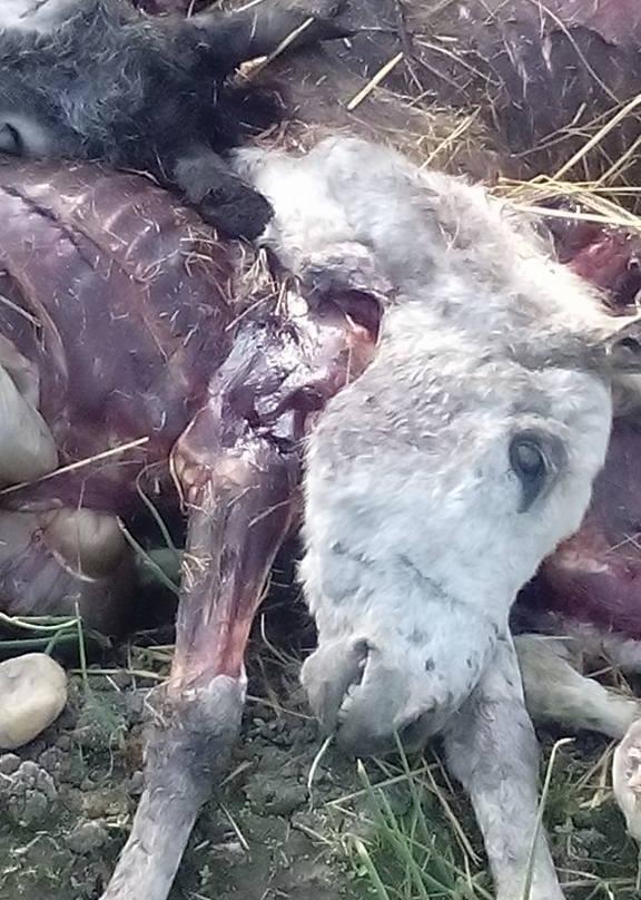 حمير مسلوخة بالبحيرة.. تعرف على التفاصيل