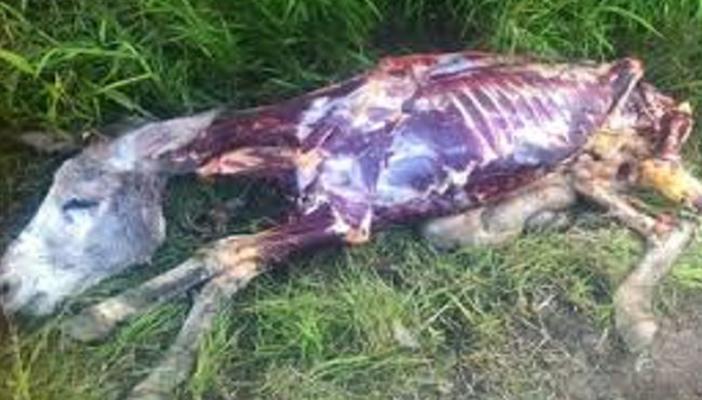 العثور على 38 حمارًا مذبوحًا بالبحيرة