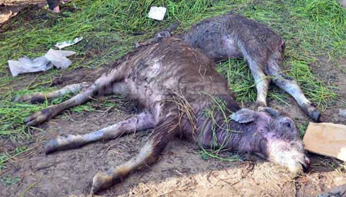 نفوق حالات مصابة بالحمى القلاعية بالوادي الجديد