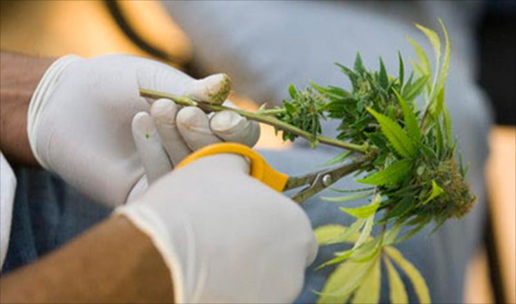 بعد ارتفاع أسعار الأدوية.. هل تصبح  الأعشاب البديل المنتظر؟