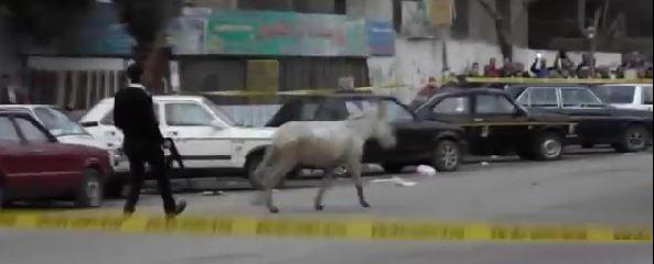 بالفيديو|ضابط يطارد حمارًا بالعمرانية لدخوله منطقة محظورة