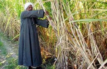 مزارعو أسوان: أزمة السولار تعرض القصب للتلف