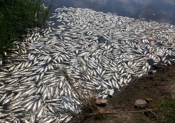 صحة الدقهلية: صعق الأسماك هو سبب نفوقها في طلخا