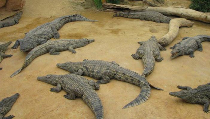 الإخوان سبب ظهور التماسيح.. ورواد التواصل: مش كفاية أسقطوا الأندلس