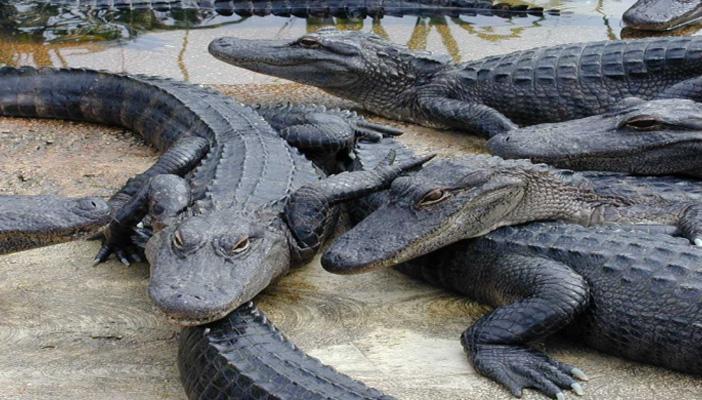 خبراء يكشفون لـ”رصد” موطن “تماسيح النيل”.. وسخرية من اتهام الإخوان