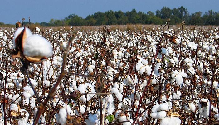 تقرير: الدولة ترفض دعم الفلاح.. وتدعم “المستورد” بـ225 مليون جنيه