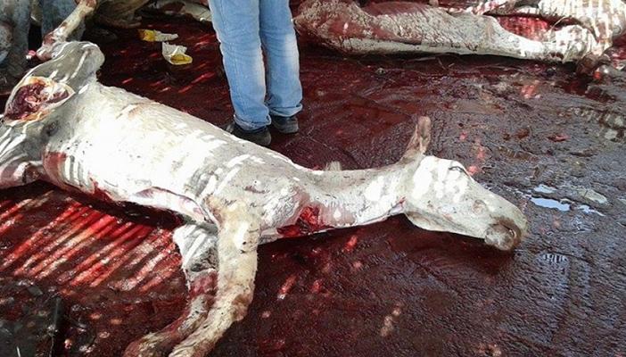 ضبط جزار يبيع “حميرًا” على أنها لحوم بلدي بالمنيا