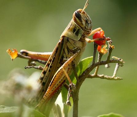 بالتنسيق مع “الزراعة” “مكافحة الجراد”  تواجه تجمعاته بـ”البحر الأحمر”