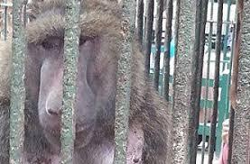 “قرد” عجوز بالزقازيق يحاول الانتحار بعد انشغال زوجته بالرضيع