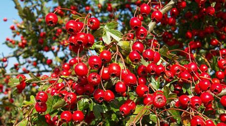 أقراص مستخلصة من وردة”الزعرورة”تعالج ألم المفاصل