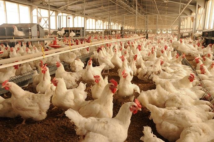 أسعار الدواجن تنخفض.. واللحوم والأسماك مستقرة