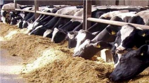 رئيس “المركزية” للحجر البيطري :مخزون المحاجر البيطرية من اللحوم الأفريقية آمن