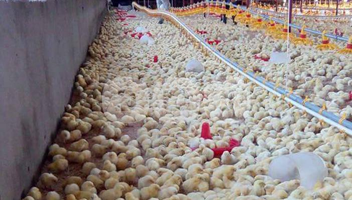 بالصور.. طبيب بيطري يشرح لـ”رصد” طريقة تربية الدواجن بشكل صحيح