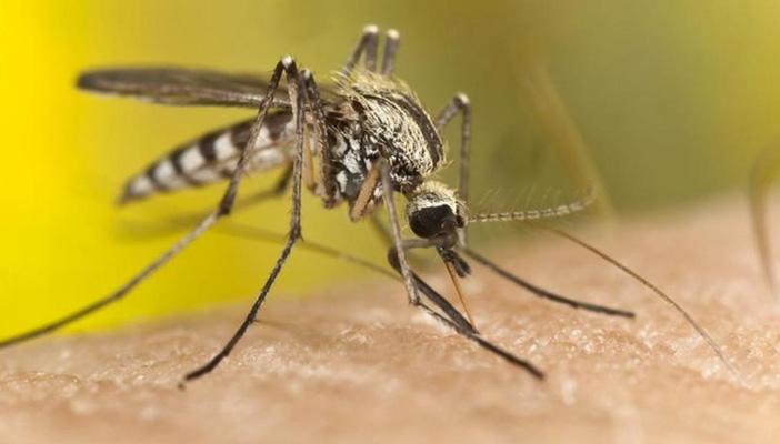 حشرة مصرية تتحول إلى أخطر قاتل بالعالم.. تعرف عليها