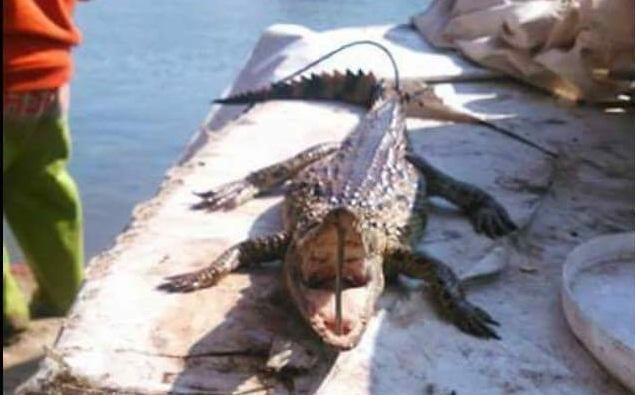 العثور على تمساح صغير في نهر النيل بمدينة بنها