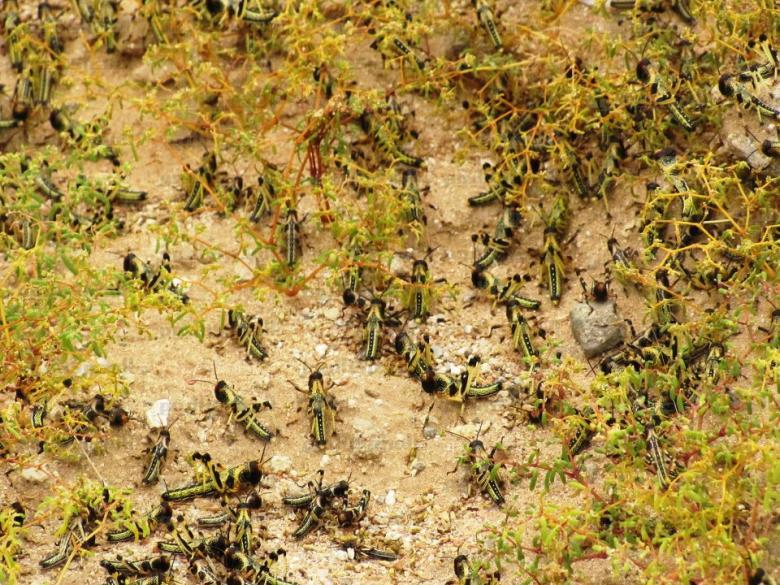 ظهور أسراب جديدة من الجراد بأسوان