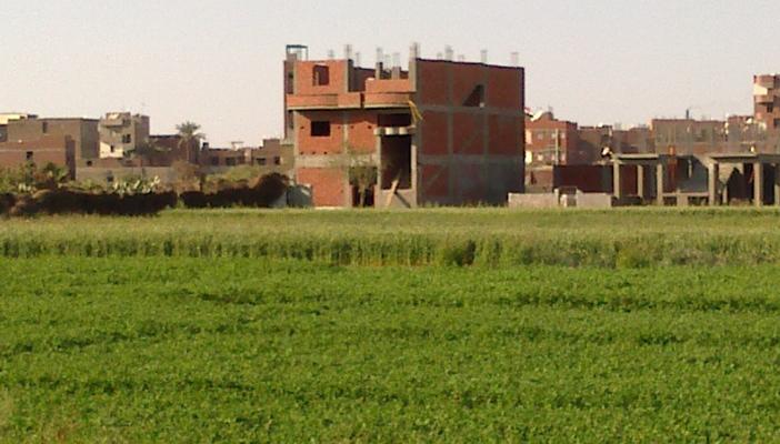 “كردون مباني” كلمة السر التي ستقضي على الزراعة في المنيا