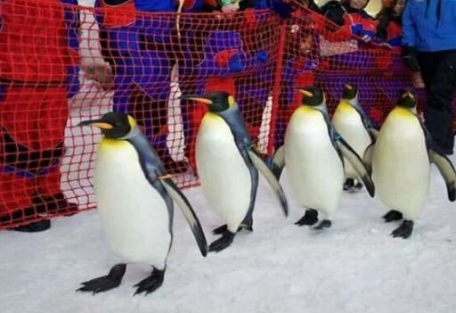 سخرية من أسعار “سكي مصر”.. ومغردون: لازم نشتغل بطاريق