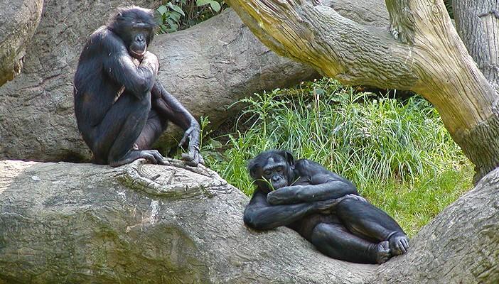 التكتم على وفاة شمبانزي بـ”حيوانات الجيزة” لإصابته بالسرطان