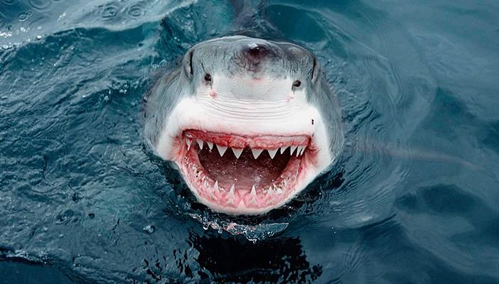 دراسة: أسماك القرش تتمتع بذاكرة حديدية