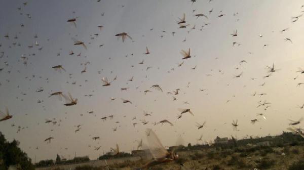 تجمعات جديدة للجراد الأفريقي بالشلاتين ومرسى علم