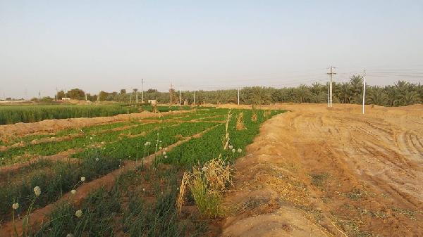 حكومة الانقلاب تزيل الزراعات بالوادي الجديد لإقامة مشاريع