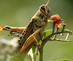 وزارة الزراعة تنفي التهام أسراب الجراد لغابات المانجروف