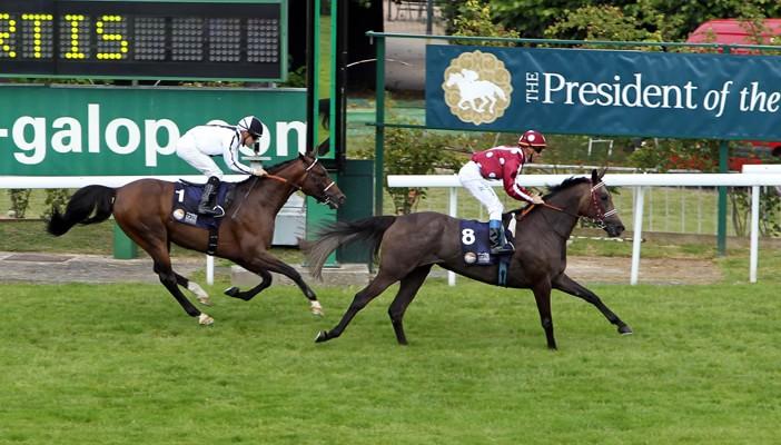 إيقاف الاتحاد الإماراتي للفروسية بسبب سوء معاملة الخيول