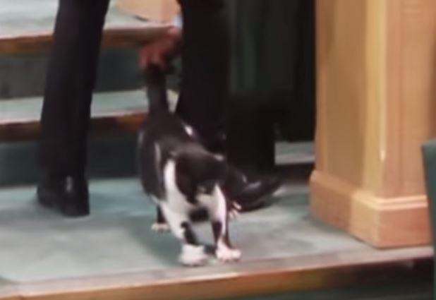 بالفيديو.. قطة توقف جلسات البرلمان الأردني