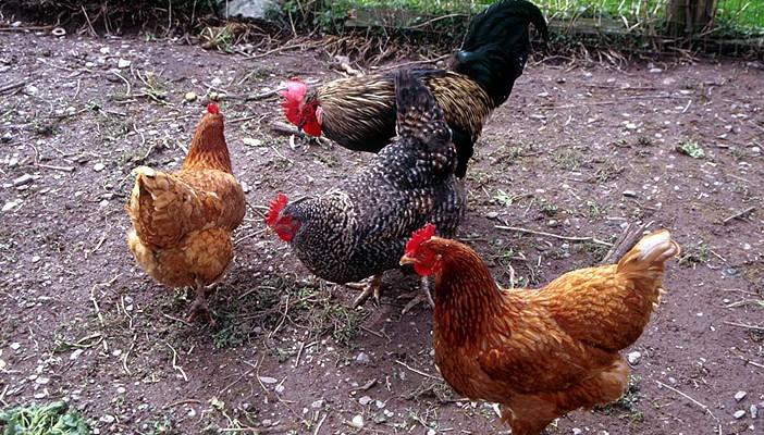 الصحة: إصابة طفل في البحيرة بإنفلونزا الطيور