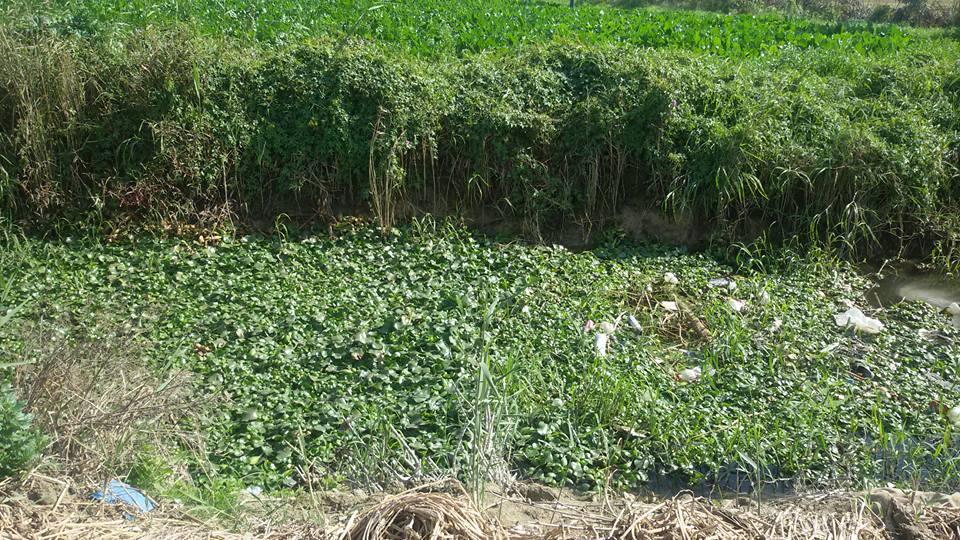 بالصور.. ترعة السربوط بالبحيرة كارثة بيئية تهدد حياة مئات المواطنين