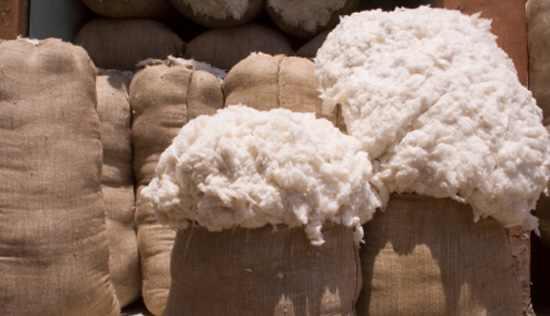 “الإحصاء”: انخفاض حاد للصادرات والمستهلك من القطن المصري