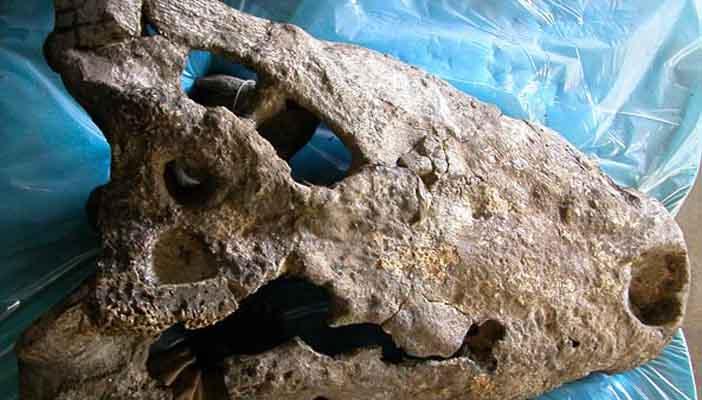 بعد 231 مليون سنة.. اكتشاف حفريات تمساح بري بأمريكا