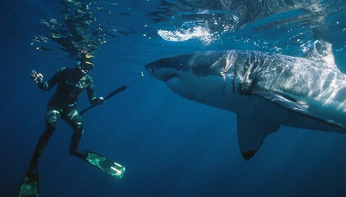 مصرع سائح ألماني هاجمته سمكة قرش بمرسى علم