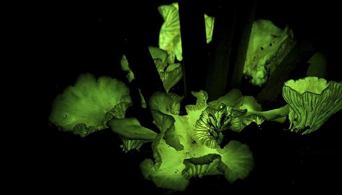 علماء يتوصلون لسر توهج فطر عيش الغراب