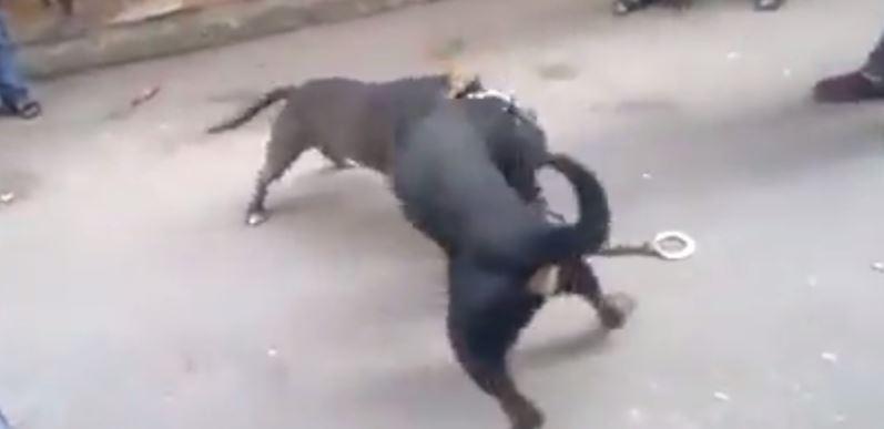 بالفيديو.. شابان يديران معركة وحشية بين كلبين بالقاهرة