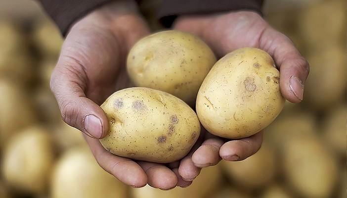 الزراعة تتخذ إجراءات وقائية لمكافة فطريات البطاطس