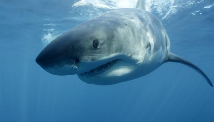 أستاذ علوم بحار يطالب بإيقاف الغطس في مرسى علم بسبب القروش