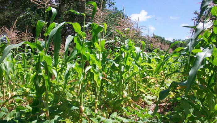 اكتشاف 30 صنفًا جديدًا من الفول للشعوب الفقيرة