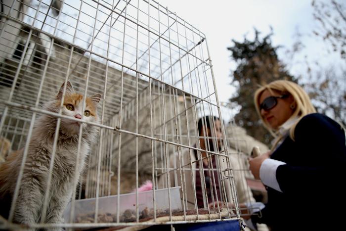 تهافت دولي على تبني القطة السورية “سلام”