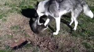 ذئب يفترس طفلًا عمره 4 سنوات ببني سويف