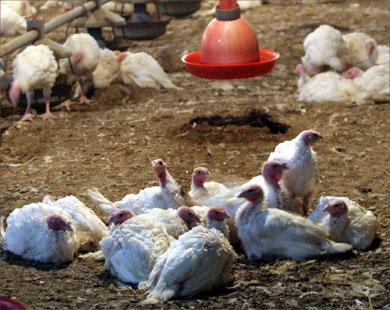 لأول مرة..”الكنانة للدواجن” خالية من أنفلونزا الطيور