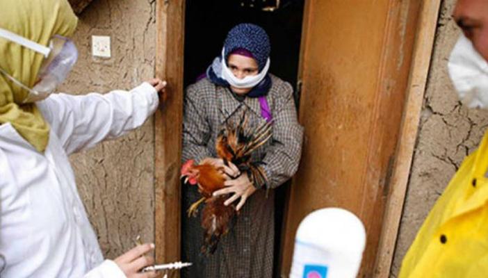 وفاة سيدة يشتبه في إصاباتها بإنفلونزا الطيور في بورسعيد