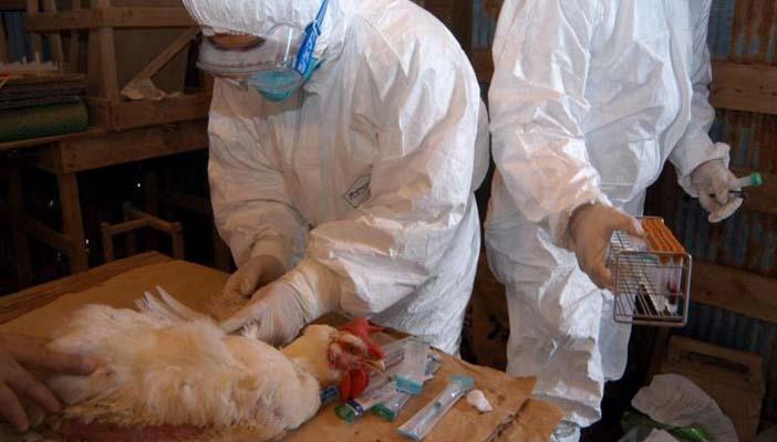 وفاة سيدة مصابة بإنفلونزا الطيور بسوهاج